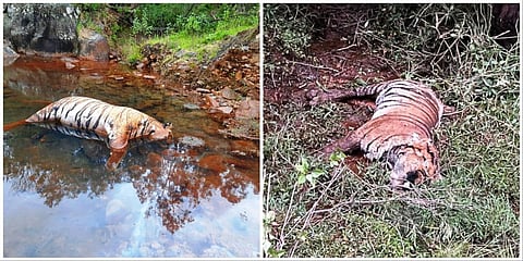 எமரால்டு பகுதியில் இறந்து கிடந்த புலிகள்