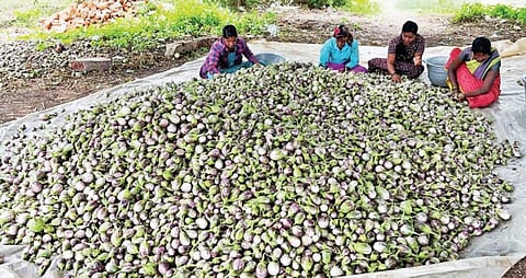 வேப்பனப்பள்ளி அருகே பாலனப்பள்ளி கிராமத்தில் அறுவடை செய்யப்பட்ட கத்தரிக்காயைத் தரம் பிரிக்கும் பணியில் ஈடுபட்டுள்ள பெண் தொழிலாளர்கள்.