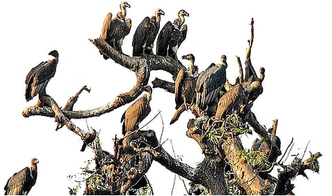 கழுகை ஆய்வு செய்து தங்கம் வென்ற உதகை அரசு கலைக் கல்லூரி மாணவர்!