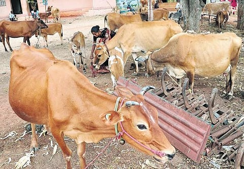 கறவை மாடுகளுக்கு காப்பீடு வழங்க ஆவின் நிறுவனம் திட்டம்