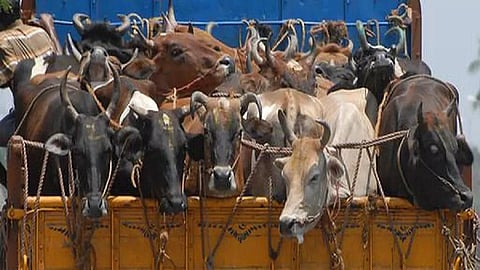 பசுக்களை அடிமாடுகளாக விற்கும் இஸ்கான்: மேனகா காந்தி குற்றச்சாட்டுக்கு கோயில் நிர்வாகம் மறுப்பு