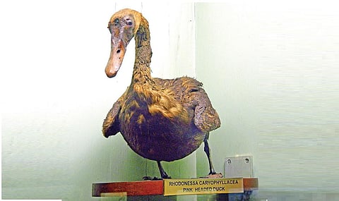 செந்தலை வாத்து ஓவியம்: ஹென்ரிக் கிரான்வோல்ட்