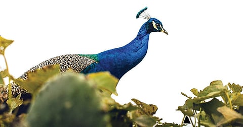 மயில்களை கட்டுப்படுத்த துணைபுரியும் ‘உயிர்வேலி முறை’ பல்லுயிர் பெருக்கத்துக்கு மீண்டும் தேவை!