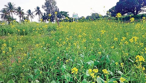 அஞ்செட்டியை அடுத்த நாட்டறாம்பாளையத்தில் உள்ள விளைநிலத்தில்
கேழ்வரகு பயிரில் ஊடுபயிராகச் சாகுபடி செய்துள்ள கடுகு செடி நன்கு
வளர்ந்து, பூக்கள் பூத்துள்ளது.