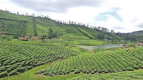 வெண்மேகங்கள் தவழ்ந்து செல்ல ரம்மியமாக காணப்படும் மேகமலை தேயிலை தோட்டம்