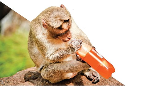 மாற்றப்படும் குரங்குகளின் உணவுப் பழக்கம்!