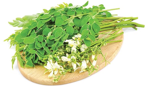 பச்சை வைரம் 04 - ‘கீரைகளின் முதல்வன்’ முருங்கை