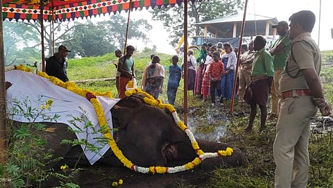 வயது முதிர்வு காரணமாக  தெப்பக்காடு யானை முகாமில் மூர்த்தி என்ற மக்னா யானை உயிரிழந்தது.