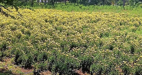 விலை கிடைக்காததால் ஜாலியூர் பகுதியில் தோட்டத்தில் அறுவடை செய்யாமல் உள்ள சாமந்தி பூக்கள்.