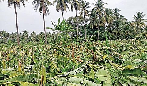 வாழை, பாக்கு மரங்கள் வெட்டி சாய்ப்பு: கொத்தமங்களத்தில் 1,100 போலீஸார் பாதுகாப்பு