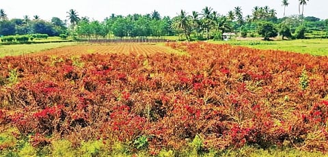 ஓசூர் உத்தனப்பள்ளி அருகே அளேசீபம் பகுதியில் உள்ள வயலில் அறுவடை செய்யாமல் செடிகளில் வாடும் கோழிக்கொண்டை பூ.