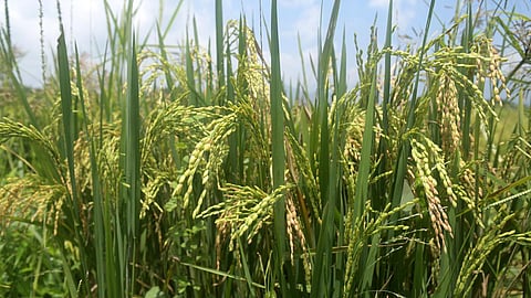 கோப்புப்படம்