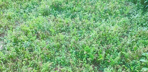 ஒரு கிலோ கேரட் ரூ.7-க்கு விற்பனை: கொடைக்கானலில் பறிக்காமல் விட்ட விவசாயிகள்