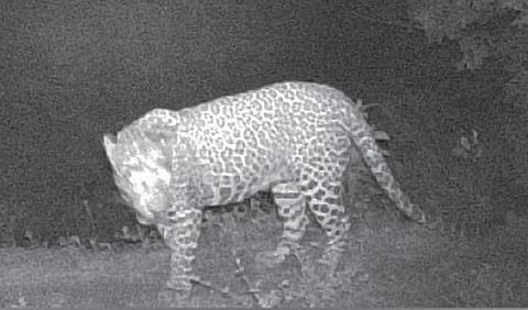 தேன்கனிகோட்டையில் நடமாடும் சிறுத்தையை பிடிக்க தீவிரம்: மலைக்கிராம மக்கள் இரவு பயணத்தை தவிர்க்க அறிவுரை