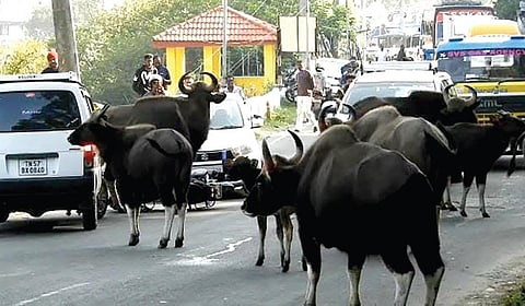 கொடைக்கானல் நகருக்குள் அதிகரிக்கும் காட்டு மாடுகள்