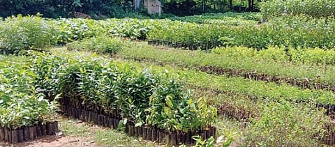 போதிய மழையின்மை காரணமாக அரூரில் உள்ள மரக்கன்றுகள் விற்பனை மையத்தில் தேக்கமடைந்துள்ள பல வகை கன்றுகள். 							    படம்: எஸ் .செந்தில்