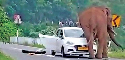 கோத்தகிரி - மேட்டுப்பாளையம் சாலை மேல்தட்டப்பள்ளம் பகுதியில் காரை சேதப்படுத்திய காட்டு யானை.