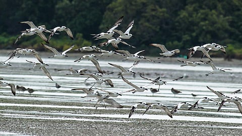 30 ஆண்டு தேடலுக்கு அங்கீகாரம்: நண்டுண்ணி உள்ளான் பறவை தமிழகத்தில் இனப்பெருக்கம் செய்வது கண்டுபிடிப்பு