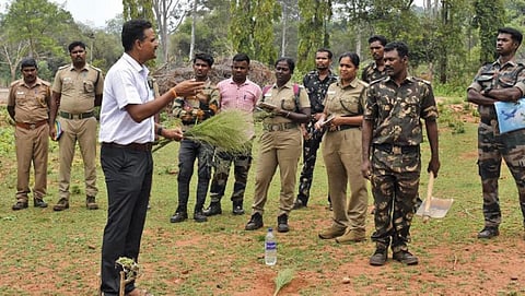 வன விலங்குகளின் உணவு தேவையை பூர்த்தி செய்ய கோவை வனத்தில் 50 ஏக்கரில் புல்வெளி