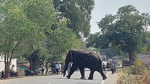 வால்பாறையில் மக்னா யானை நடமாட்டம்: வனத்துறையினர் தொடர் கண்காணிப்பு