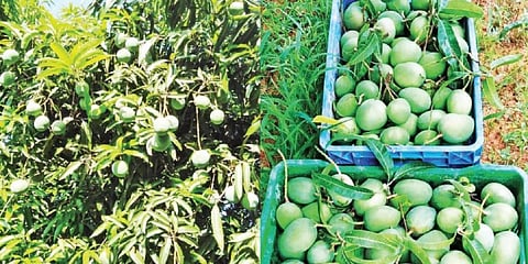 போச்சம்பள்ளி அருகே சந்தூர் பகுதியில் உள்ள தோட்டத்தில் மா மரத்தில் காய்த்துள்ள இடைப் பருவ மாங்காய்கள். அறுவடை செய்யப்பட்ட இடைப் பருவ மாங்காய்கள்.