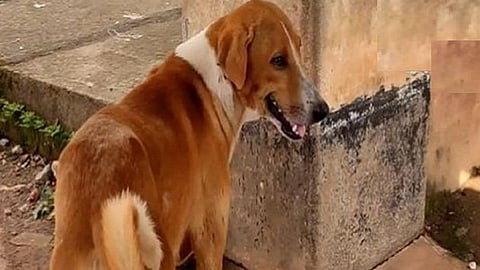 எஜமானர் இறந்தது தெரியாமல் கேரள மருத்துவமனை சவக்கிடங்கு முன்பு  4 மாதமாக காத்துக் கிடக்கும் வளர்ப்பு நாய்