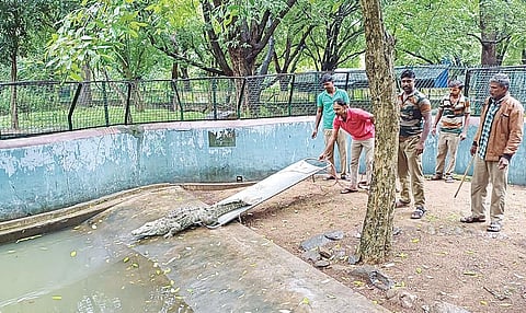 கோவை வ.உ.சி. உயிரியல் பூங்காவில் இருந்து அமிர்தி பூங்காவுக்கு புதுவரவு உயிரினங்கள்