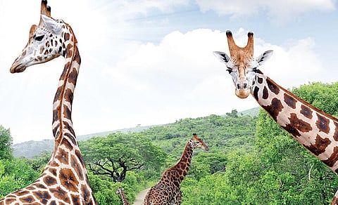 உலகம் - நாளை - நாம் - 32: அழகிய தோட்டப் பாதை அமைந்த தென் ஆப்பிரிக்கா