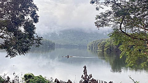 கானகத்தின் கவின் விருந்து