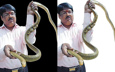 இந்தியாவிலேயே பாம்புக்கு புற்றுநோய் அறுவை சிகிச்சை செய்த முதல் மருத்துவர் @ பொள்ளாச்சி