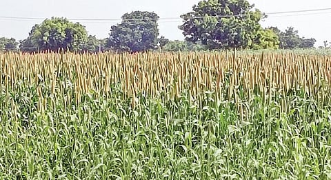 குறைந்த செலவில் சிறுதானியங்கள் பயிரிடும் கமுதி விவசாயிகள்