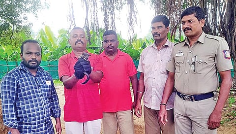 திருச்சி ஜீயபுரத்தில் சுற்றித்திரிந்த அரிய வகை மர நாய்களை மீட்ட திருச்சி வனத் துறையினர்.