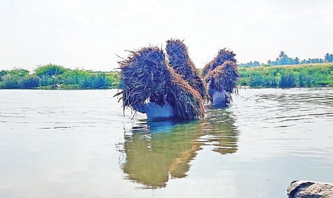 நெற்கதிரை சுமந்தபடி கும்மனூர் தென்பெண்ணை ஆற்று நீரை கடக்கும் தொழிலாளர்கள் - பாலம் கட்டப்படுமா?
