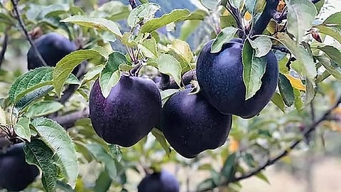 திபெத் மலைப்பகுதியில் விளையும் அரிய வகை கருப்பு வைர ஆப்பிள் விலை ரூ.500