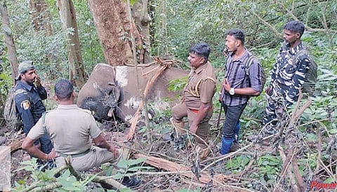 கோவையில் பிடிபட்டு வால்பாறையில் விடுவிக்கப்பட்ட மக்னா யானை சடலமாக கண்டுபிடிப்பு