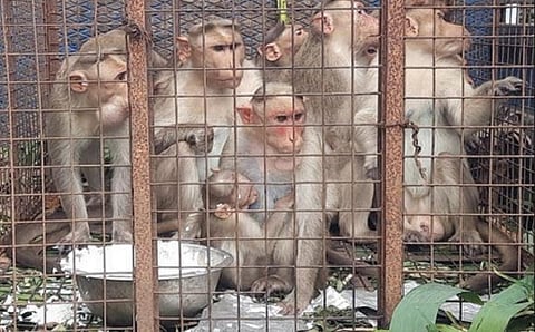 கூடலூரில் நேற்று வனத் துறையினரால் கூண்டு வைத்து பிடிக்கப்பட்ட குரங்குகள்.