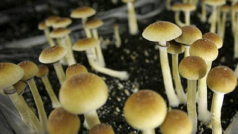 போதை காளான் வழக்கில் கைதானவருக்கு மதுரை ஐகோர்ட் கிளை ஜாமீன் மறுப்பு