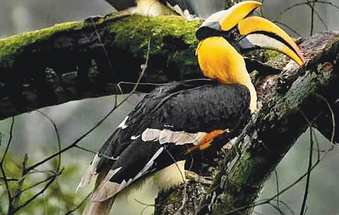 இரை தேட பயிற்றுவிக்கும் இருவாச்சி: பார்க்க தயாராகும் பறவை ஆர்வலர்கள்