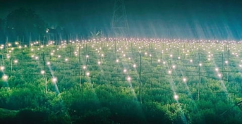 எல்இடி மின் விளக்கு வெளிச்சத்தில் ஒளிரும் ராயக்கோட்டை பகுதியில் உள்ள சாமந்திப் பூ வயல்.