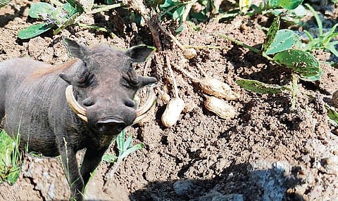 விளாத்திகுளம் அருகே ராசாபட்டி கிராமத்தில் உள்ள மானாவாரி நிலத்தில் பயிரிடப்பட்ட நிலக்கடலை பயிர்களை காட்டுப்பன்றிகள் சேதப்படுத்தி உள்ளன.