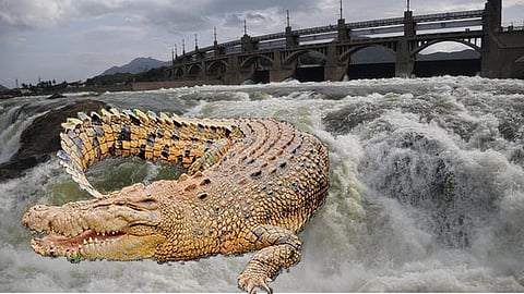காவிரியாத்துல முதலை இருக்காம்... - திருச்சி மக்களே உஷார்!