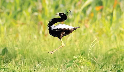 ஆண் வரகுக்கோழி குதிக்கும் காட்சி. படம்: பிரமிள் குமார்.