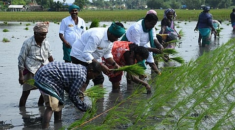 கருப்பூர் கிராமத்தில் வயலில் இறங்கி நாற்றங்கால்களை நடவு செய்த பாஜக மாநிலத் தலைவர் அண்ணாமலை | படங்கள் ஆர் வெங்கடேஷ்