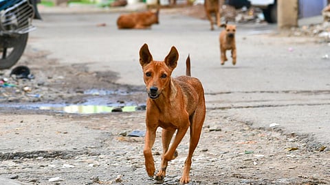 பிரதிநிதித்துவப் படம்