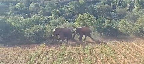 கிராமத்துக்குள் நுழைந்த 2 யானைகளை வனப்பகுதிக்கு இடம்பெயரச் செய்த வனத்துறை @ தருமபுரி