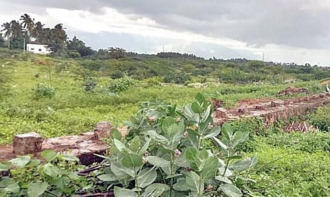 கலிங்கன்குளத்துக்கு நீராதமான முந்தல் அருவி.