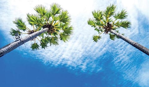 தமிழகத்தில் 45 கோடி மரங்கள் மாயம் - பனைக்கு மனிதனே வினை..!