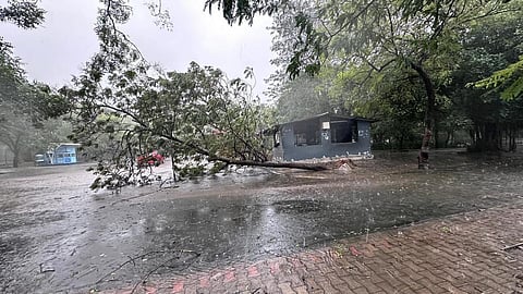 மிக்ஜாம் புயல் | வண்டலூர் உயிரியல் பூங்காவில் சுற்றுச்சுவர் சேதம்