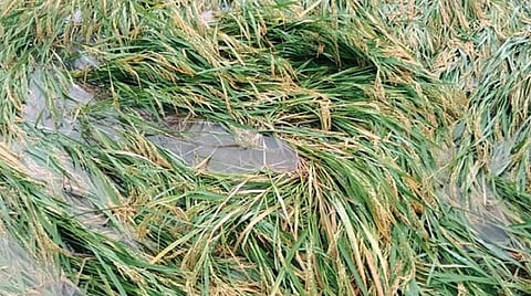 நெமிலி அடுத்த பெரும்புலிபாக்கத்தில் அறுவடைக்கு தயாராக இருந்த நெற்பயிர்கள் தொடர் மழை காரணமாக நேற்று நீரில் மூழ்கியுள்ளன.