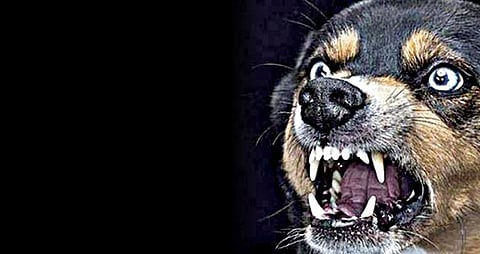 ரேபிஸிலிருந்து மக்களைக் காக்க என்ன வழி?